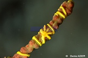 Ophiothela danae-Wangi Wangi Island-22m-20180601-Denis-ADER-DSC_3035_tn